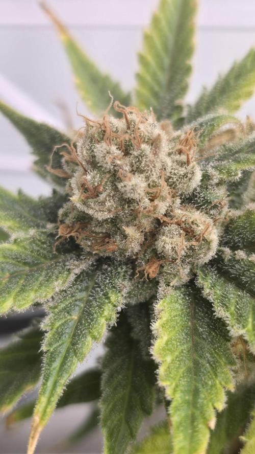 Sativa Dream DWC. Week 22
