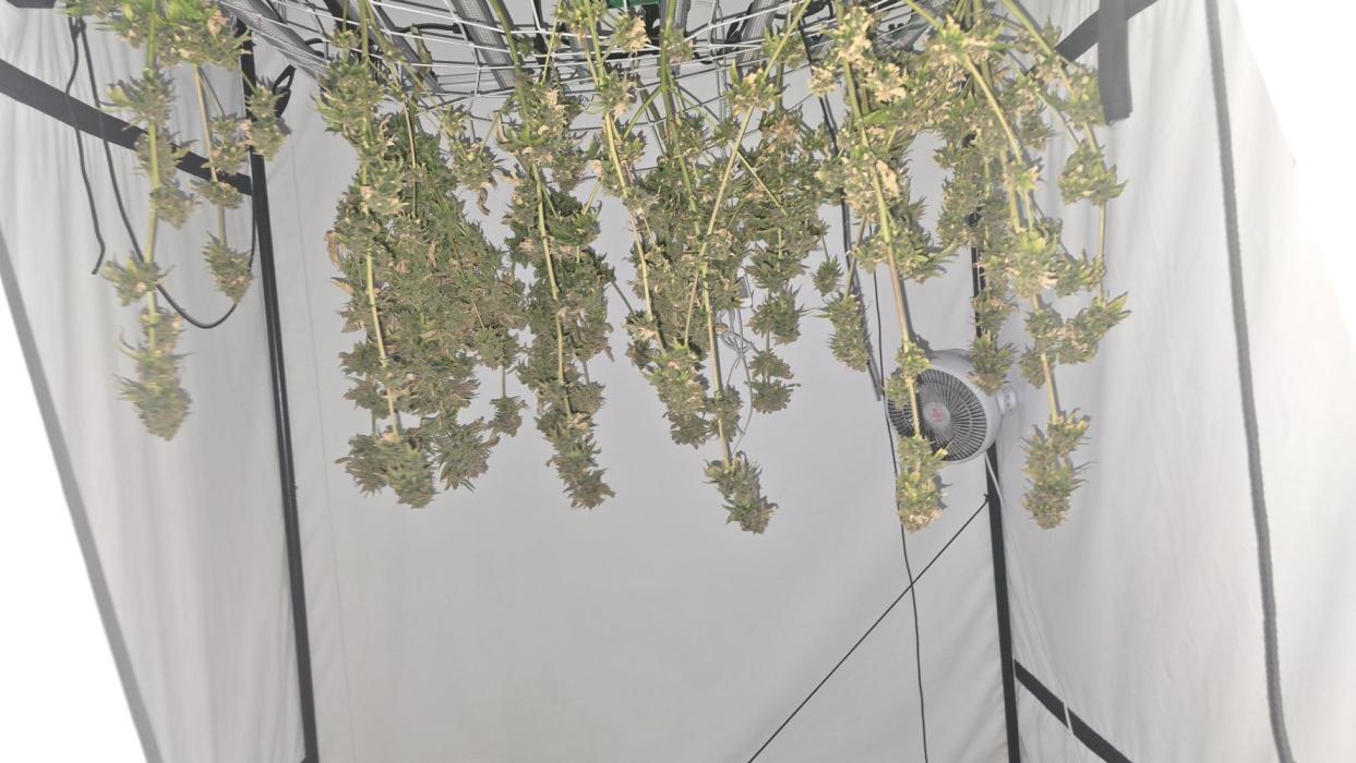 Red Hot Cookies DWC. Week 23