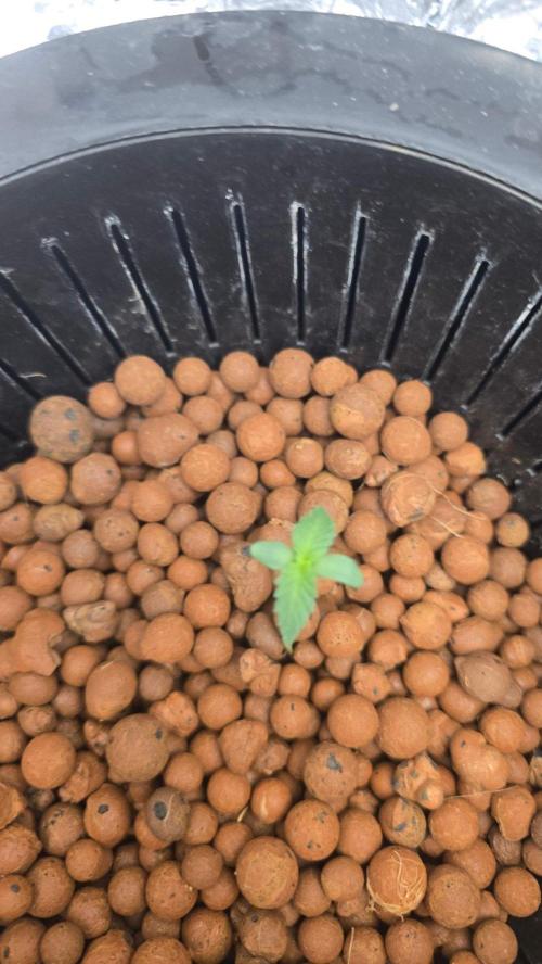 Purle Kush DWC. Week 0