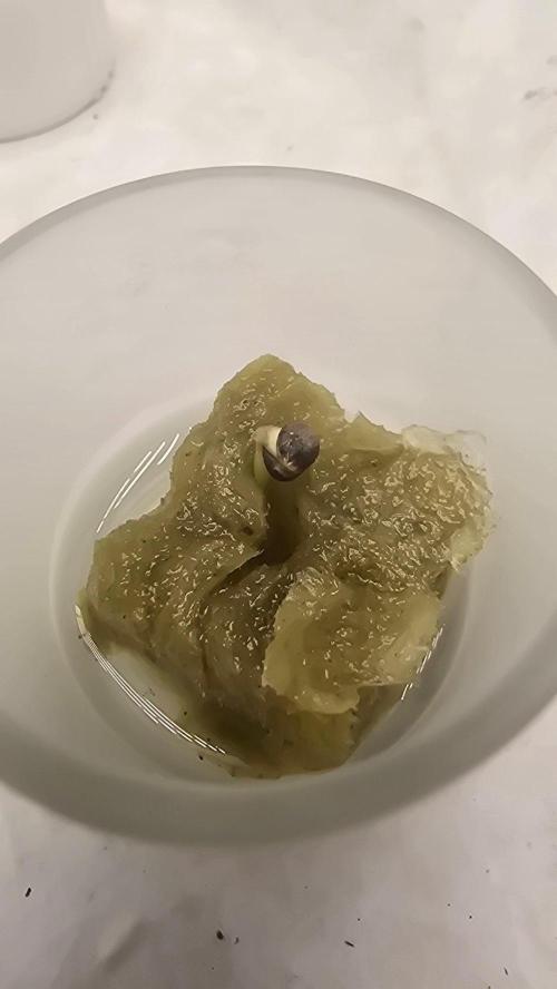 Gorilla Melon DWC. Week 0