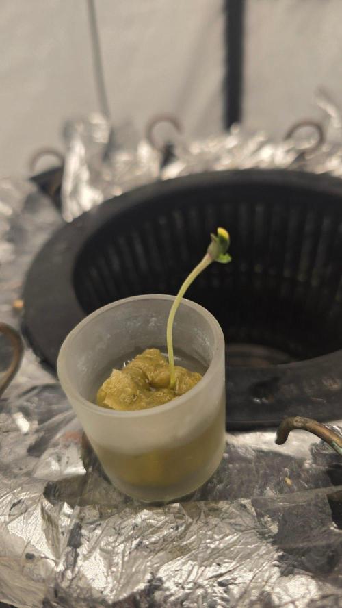 Gorilla Melon DWC. Week 0
