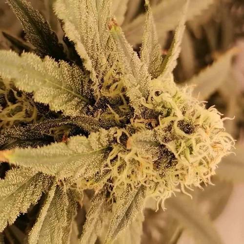 Sacitrus Haze DWC 