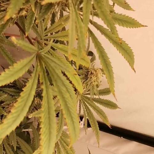 Sacitrus Haze DWC 