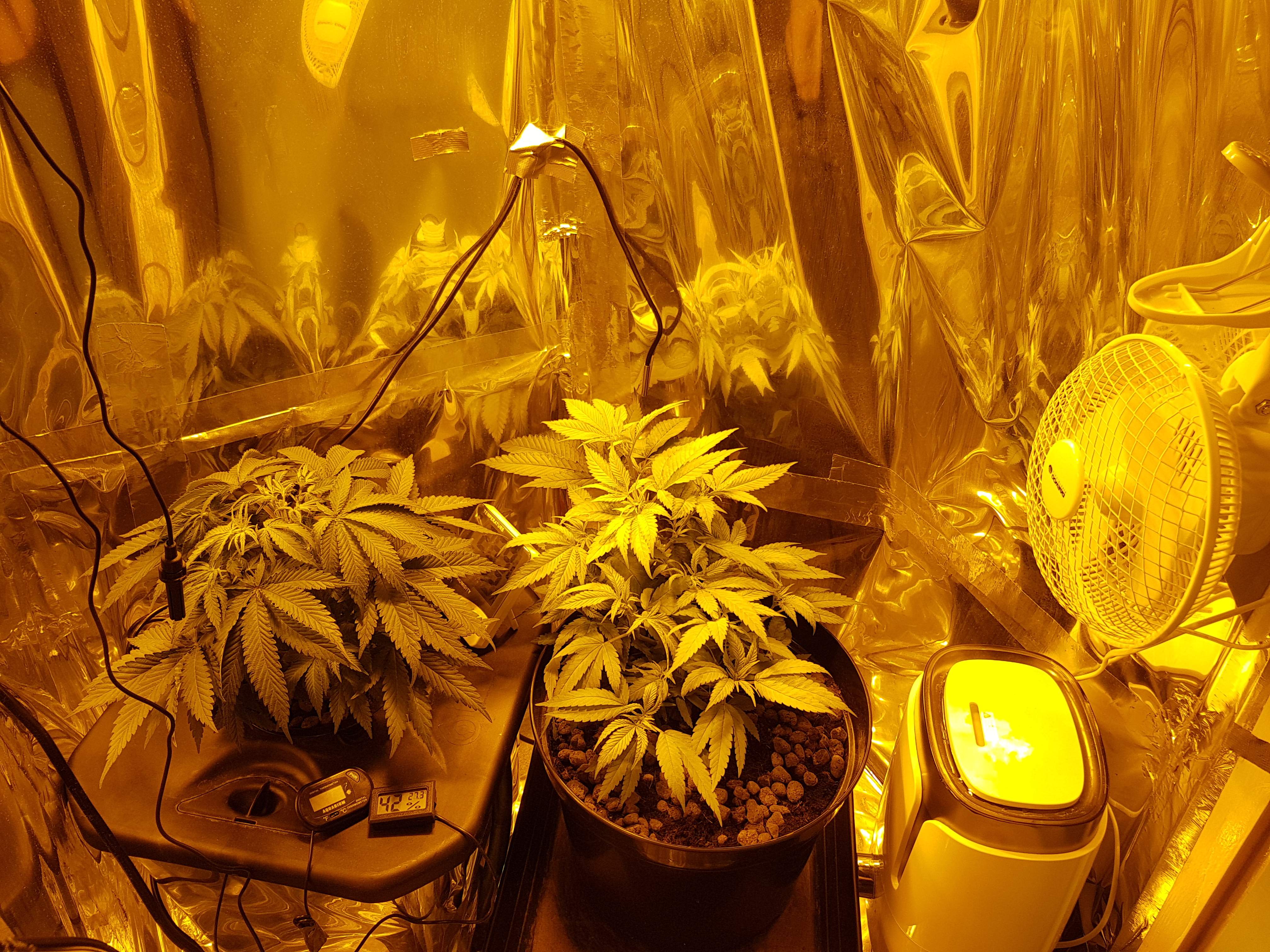 Strawberry Kush grow diary (journal) week6 by UK420 GrowDiaries