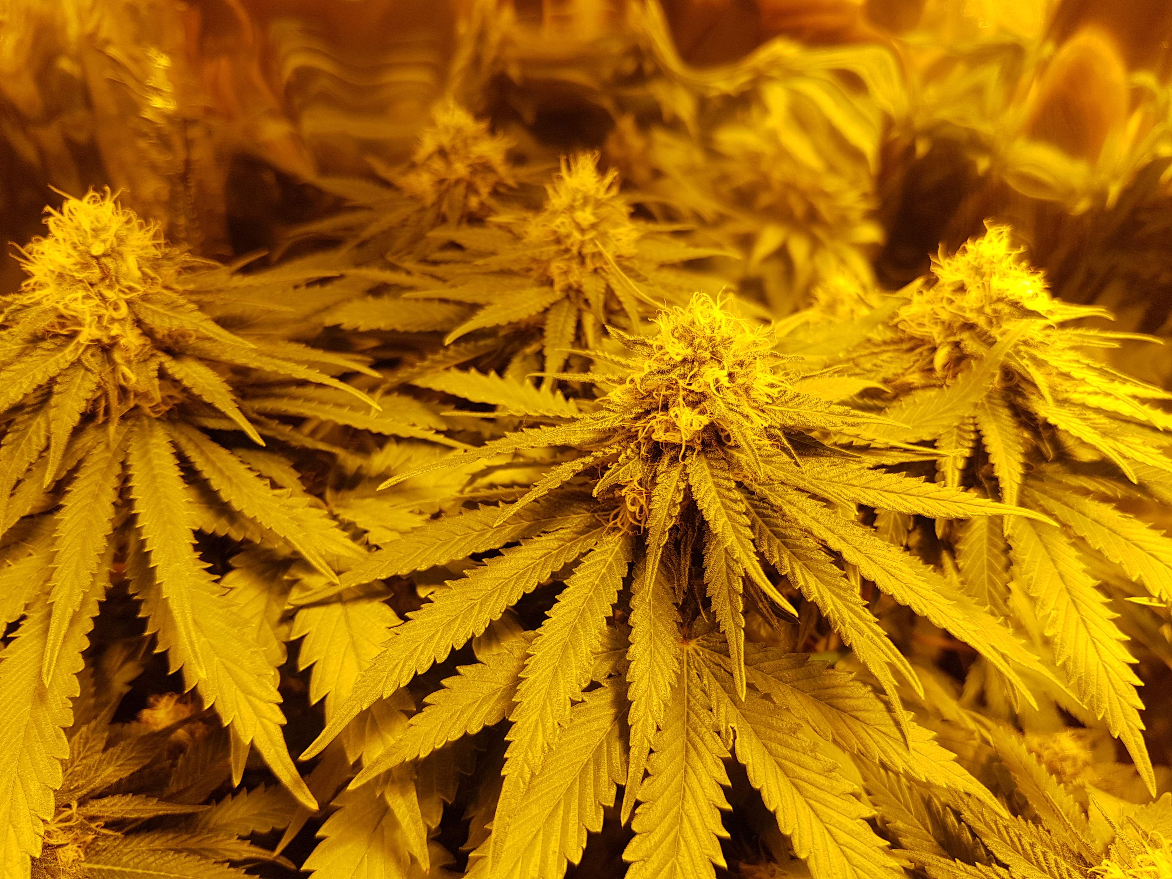 Strawberry Kush grow diary (journal) week11 by UK420 GrowDiaries