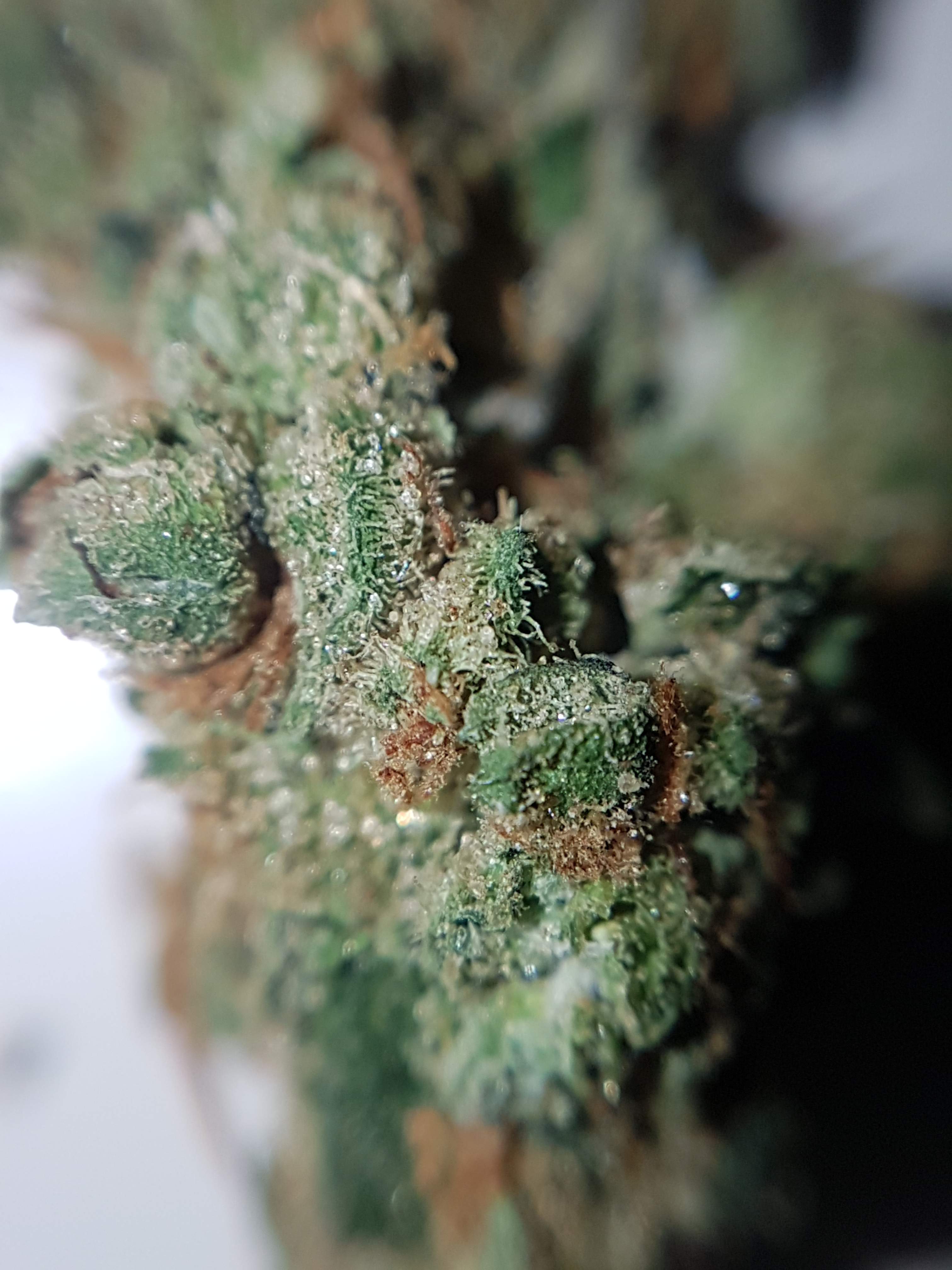 Strawberry Kush grow journal harvest12 by GrowDiaries