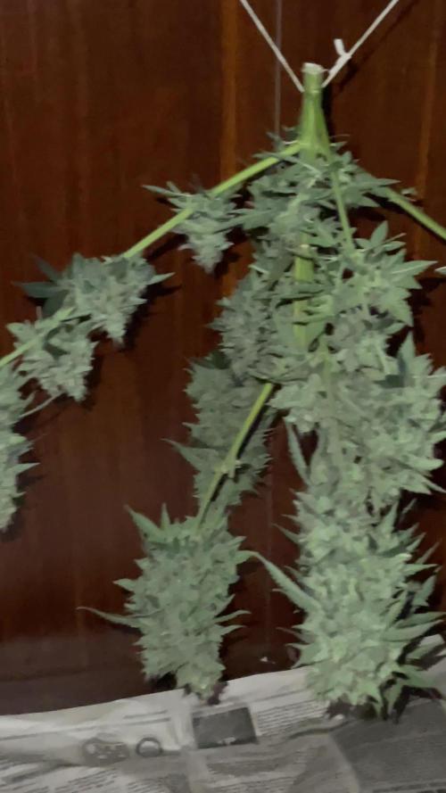 Glue Gelato auto- 2 topping,first indoor