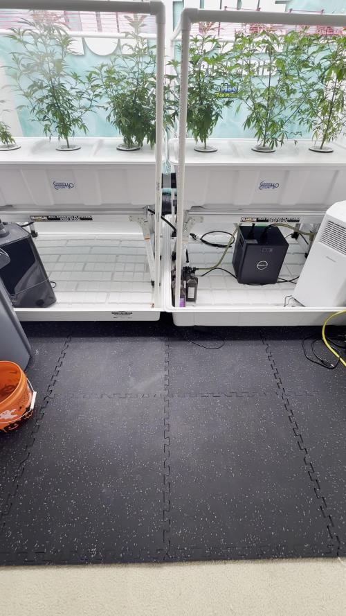 RDWC Super Boof, Purp Burst, Super Berry