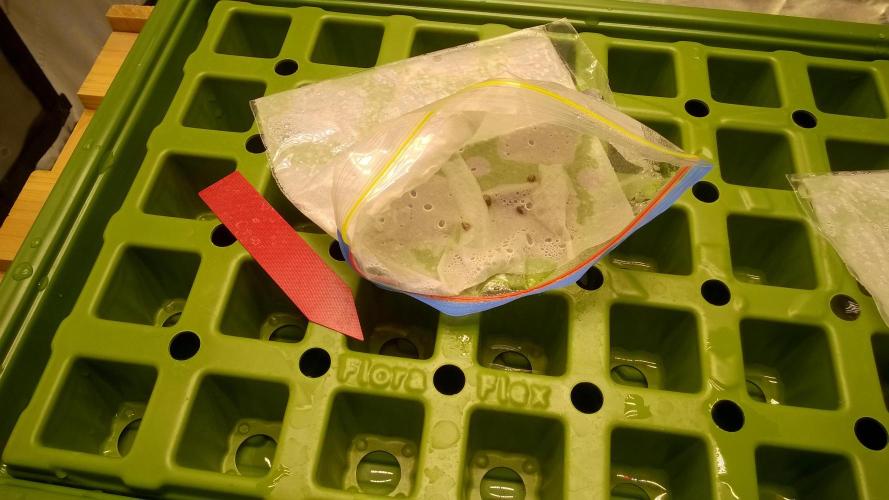 AK-47 Extreme Auto. Week 0 - Day 2