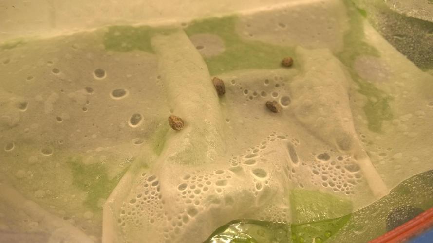 AK-47 Extreme Auto. Week 0 - Day 2