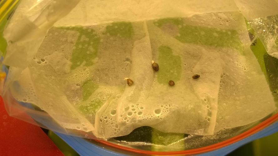 AK-47 Extreme Auto. Week 0 - Day 3