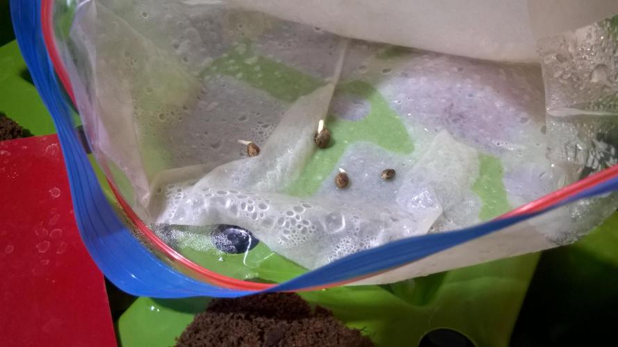 AK-47 Extreme Auto. Week 0 - Day 3