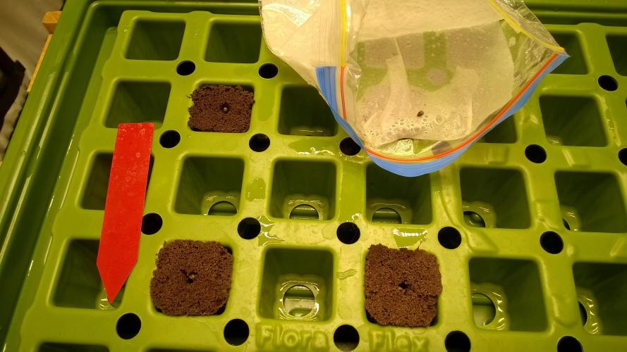 AK-47 Extreme Auto. Week 0 - Day 3