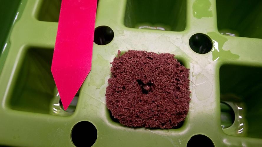 AK-47 Extreme Auto. Week 0 - Day 3