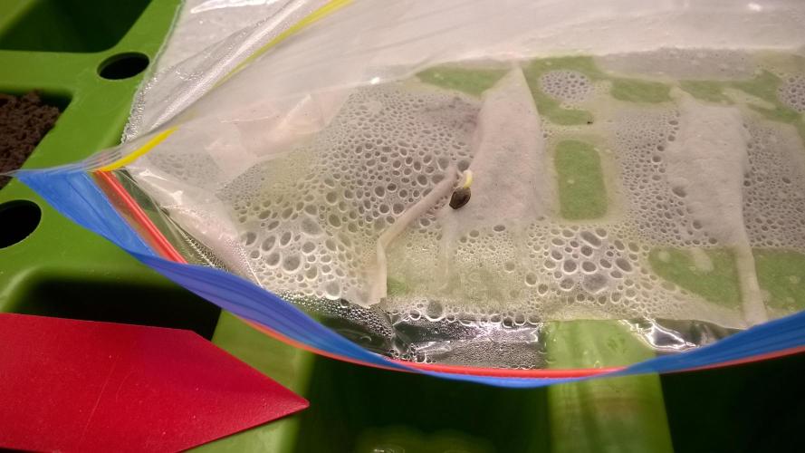 AK-47 Extreme Auto. Week 0 - Day 4