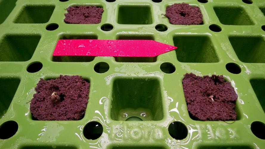 AK-47 Extreme Auto. Week 0 - Day 4