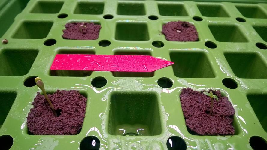 AK-47 Extreme Auto. Week 0 - Day 5