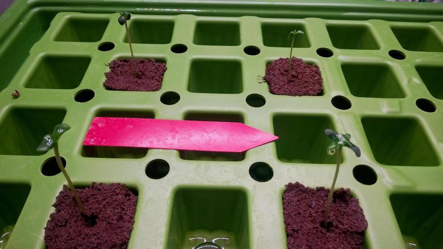 AK-47 Extreme Auto. Week 0 - Day 6