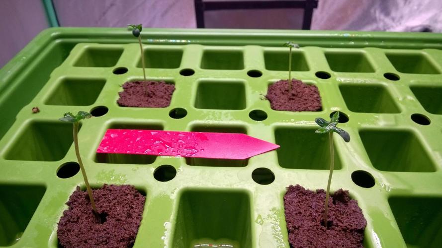 AK-47 Extreme Auto. Week 0 - Day 7