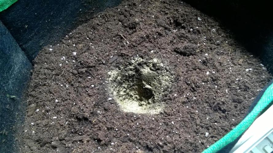 AK-47 Extreme Auto. Week 1 - Day 8