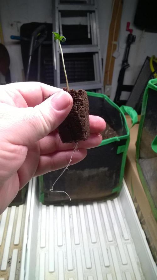 AK-47 Extreme Auto. Week 1 - Day 9