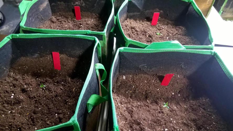 AK-47 Extreme Auto. Week 1 - Day 9