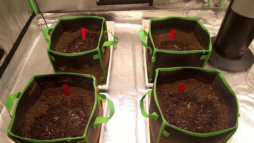 AK-47 Extreme Auto. Week 1 - Day 9