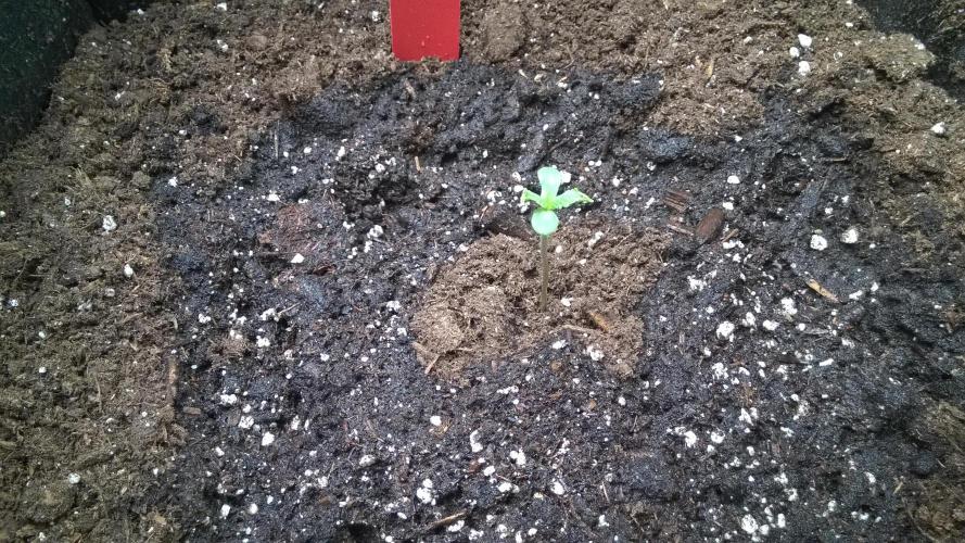 AK-47 Extreme Auto. Week 1 - Day 9