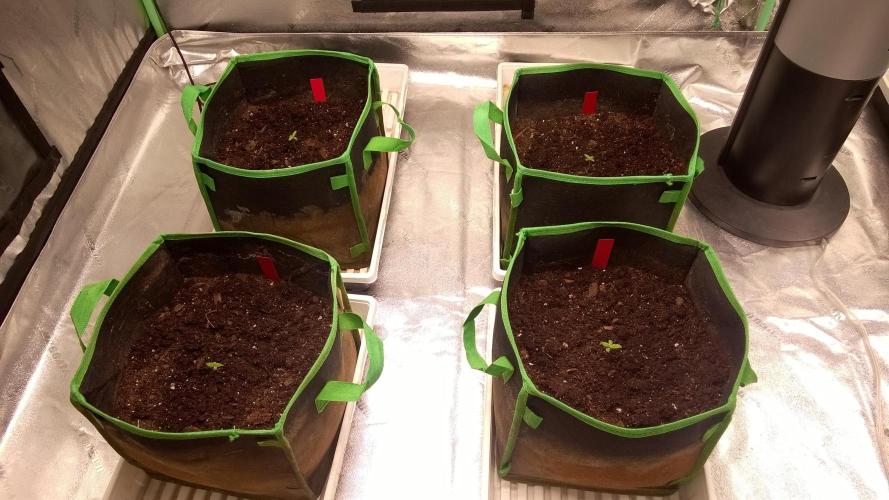 AK-47 Extreme Auto. Week 1 - Day 10