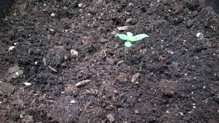 AK-47 Extreme Auto. Week 1 - Day 10