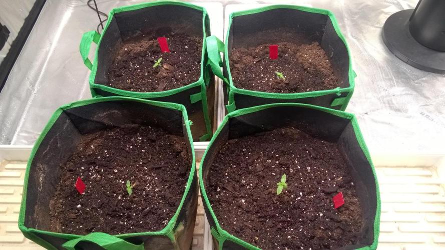 AK-47 Extreme Auto. Week 1 - Day 12