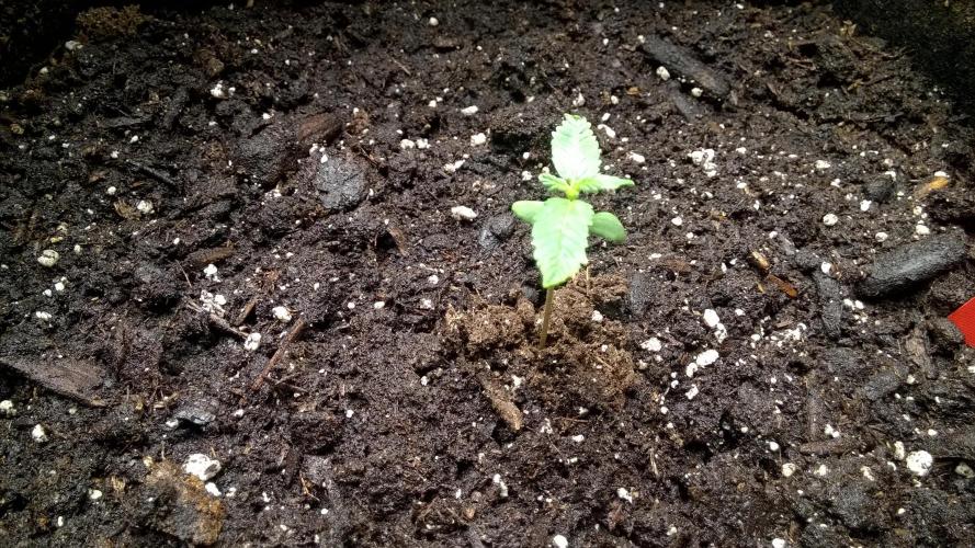 AK-47 Extreme Auto. Week 1 - Day 12