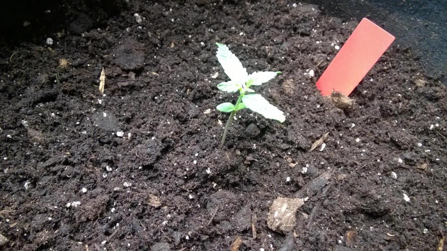 AK-47 Extreme Auto. Week 1 - Day 13