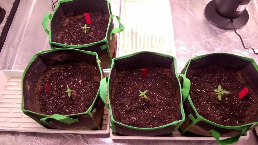 AK-47 Extreme Auto. Week 2 - Day 15