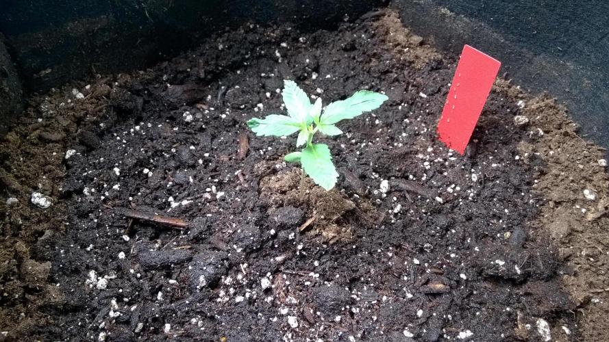 AK-47 Extreme Auto. Week 2 - Day 15