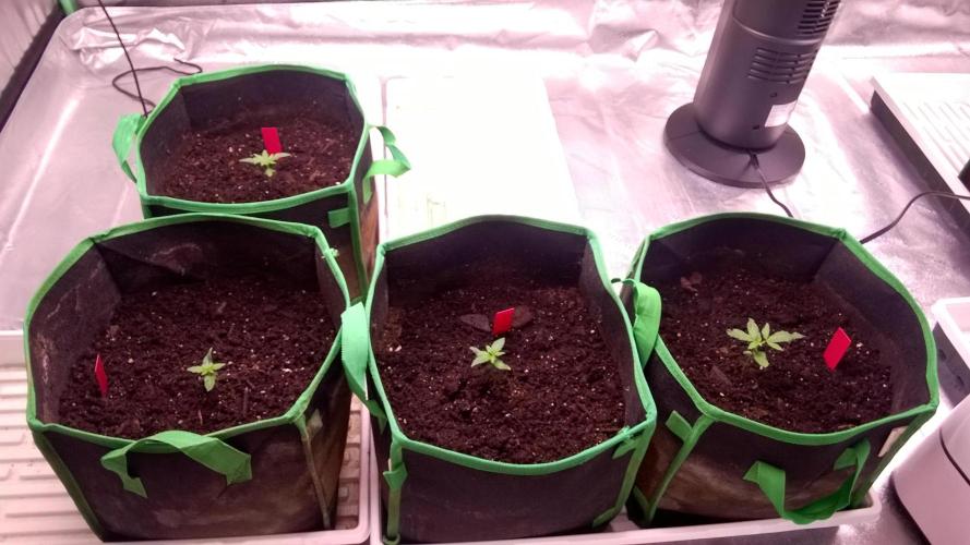 AK-47 Extreme Auto. Week 2 - Day 16