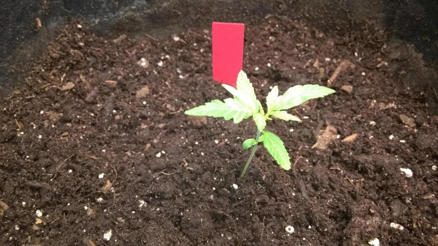 AK-47 Extreme Auto. Week 2 - Day 16