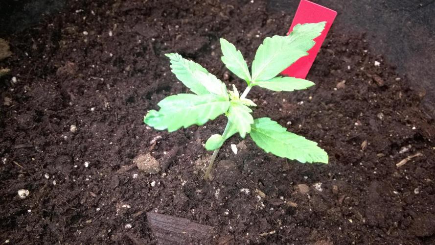 AK-47 Extreme Auto. Week 2 - Day 16