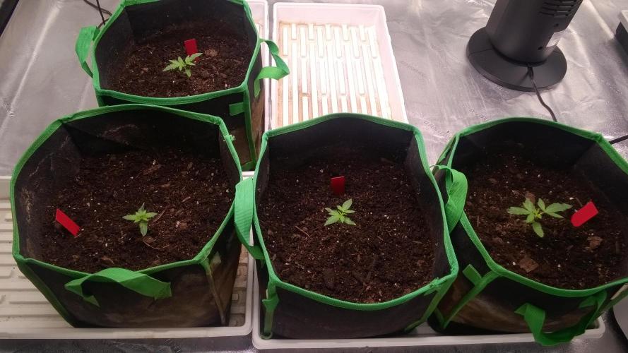 AK-47 Extreme Auto. Week 2 - Day 17