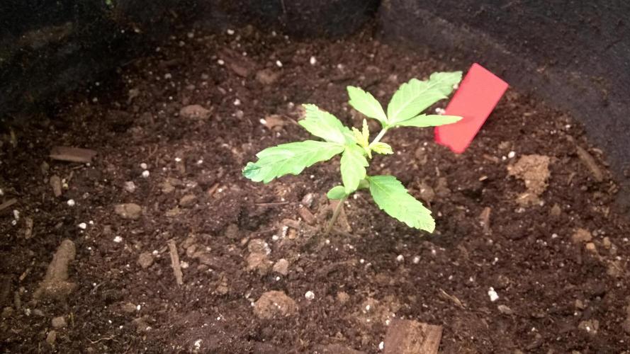 AK-47 Extreme Auto. Week 2 - Day 17