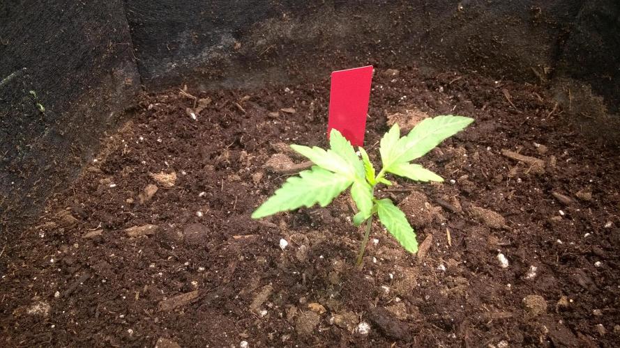 AK-47 Extreme Auto. Week 2 - Day 17