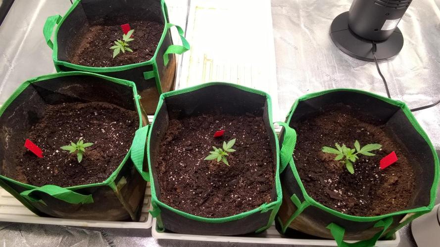 AK-47 Extreme Auto. Week 2 - Day 18