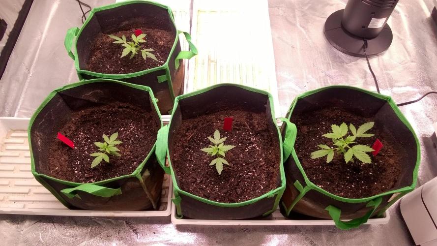 AK-47 Extreme Auto. Week 2 - Day 21