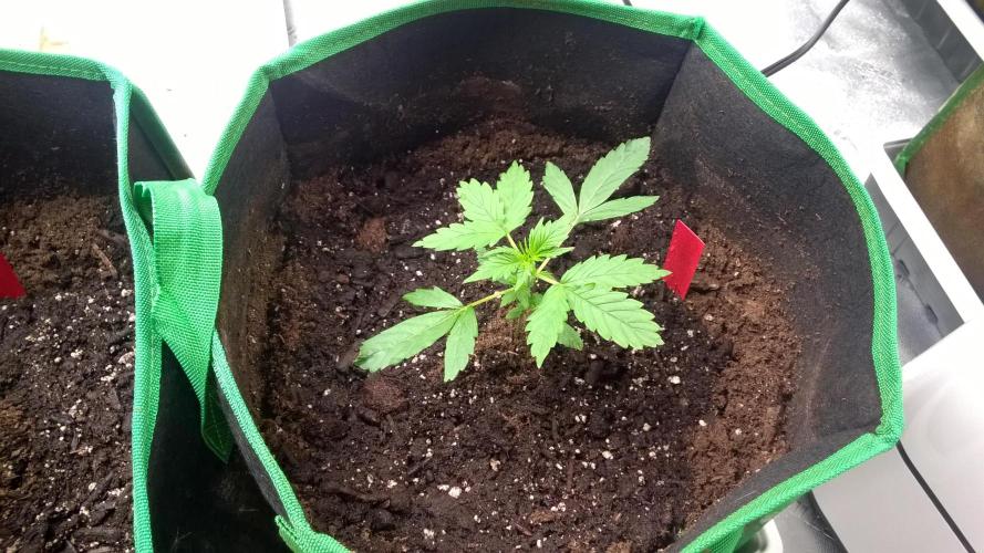 AK-47 Extreme Auto. Week 2