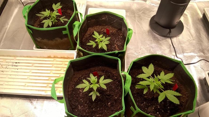 AK-47 Extreme Auto. Week 3 - Day 24