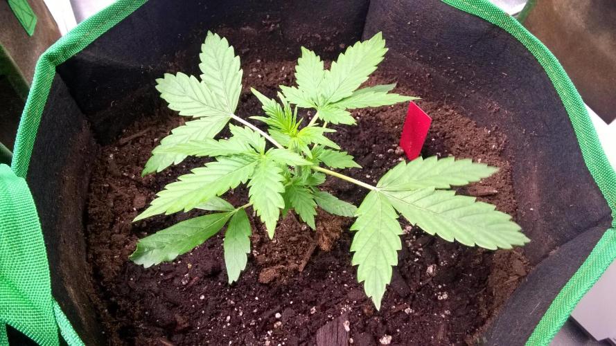 AK-47 Extreme Auto. Week 3 - Day 24