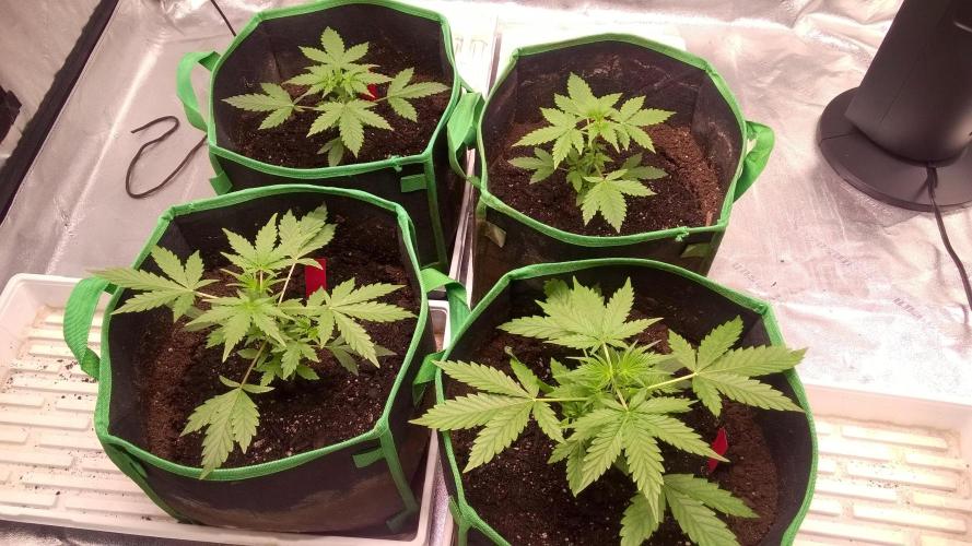 AK-47 Extreme Auto. Week 3 - Day 28