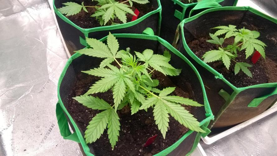 AK-47 Extreme Auto. Week 3 - Day 28