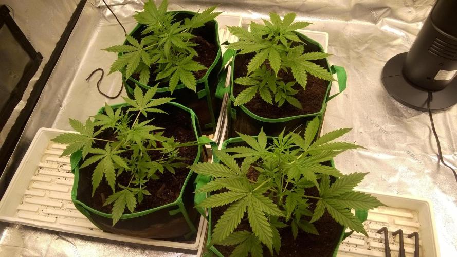 AK-47 Extreme Auto. Week 4 - Day 31