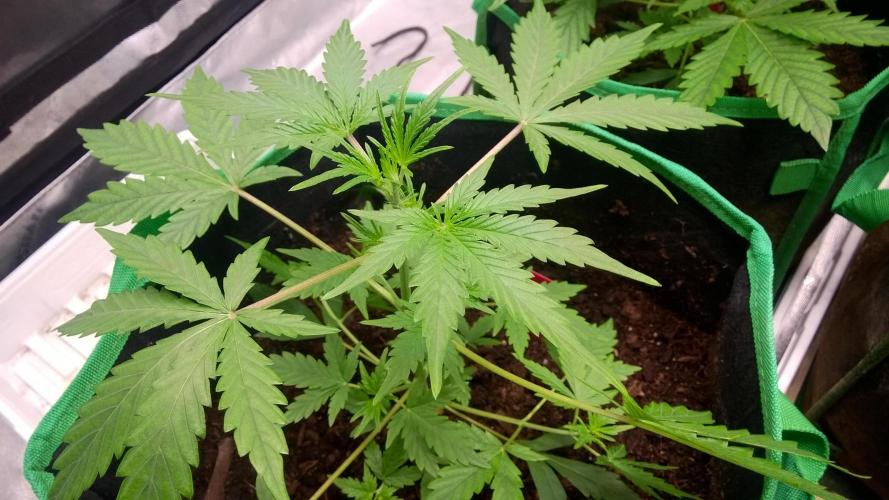 AK-47 Extreme Auto. Week 4 - Day 31